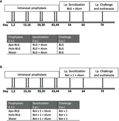 Bovine Holo-Beta-Lactoglobulin Cross-Protects Against Pollen Allergies in an Innate Manner in BALB/c Mice: Potential Model for the Farm Effect